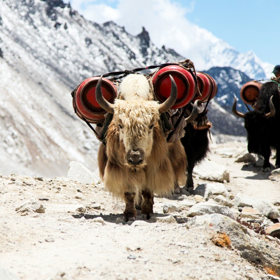Durch das Gokyo-Tal & über den Cho La Pass zum Everest Basislager